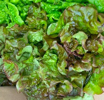 Assorted Lettuce Mix Hydroponic Grown - 3 Head Pack - Friday Delivery ONLY - Oonnie - Vertical Roots Canada
