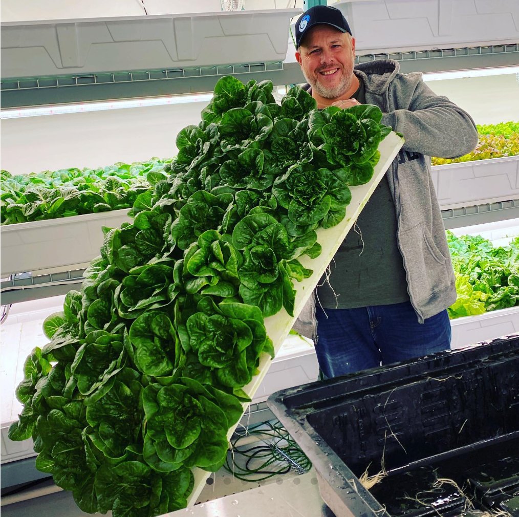 Assorted Lettuce Mix Hydroponic Grown - 3 Head Pack - Friday Delivery ONLY - Oonnie - Vertical Roots Canada
