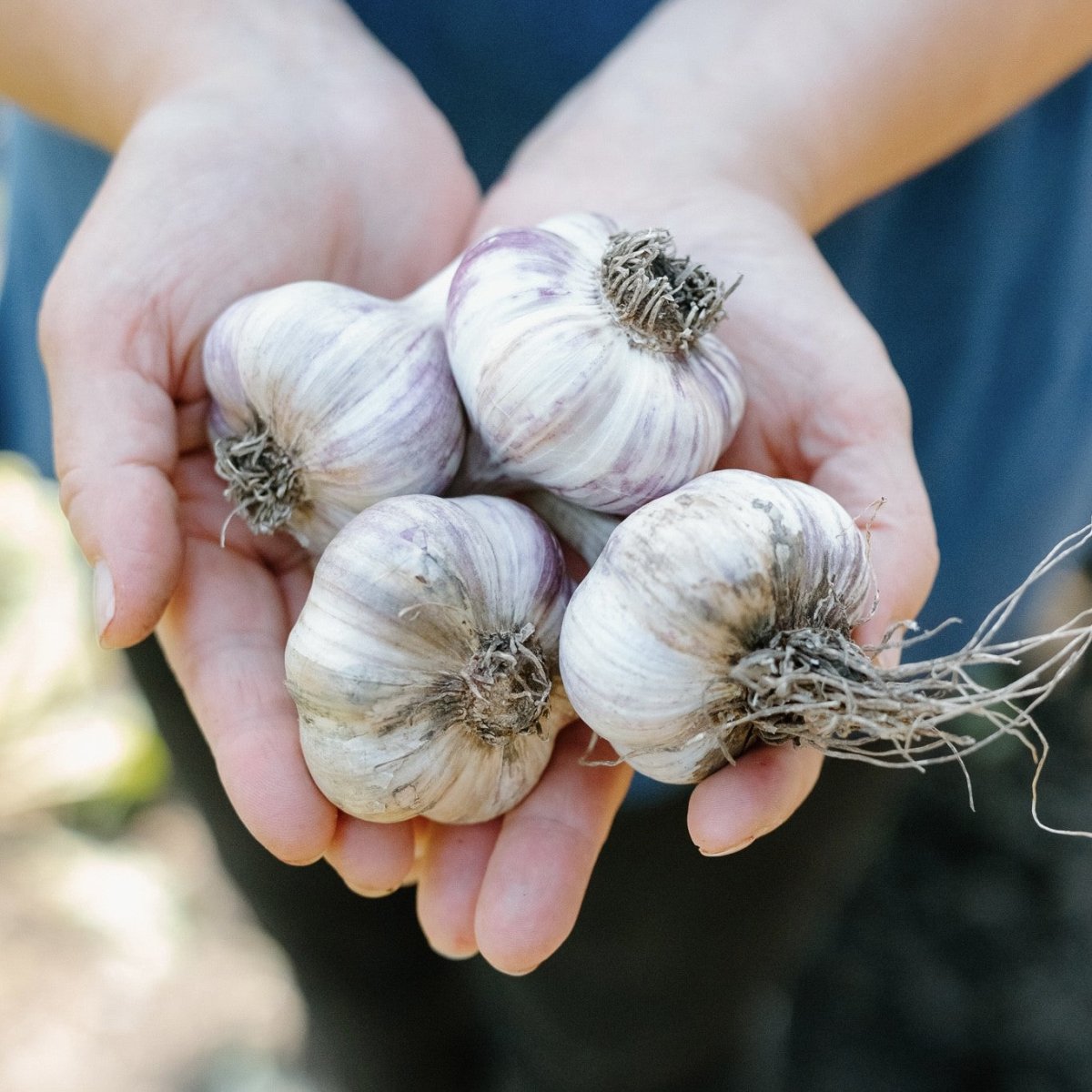 Fresh Organic Garlic - Oonnie - Prairie Garlic Farm