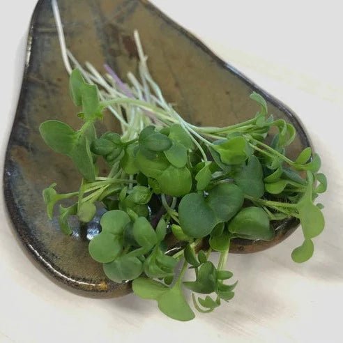Micro Greens Spicy Mix - 40 Grams - Oonnie - Micro Eats