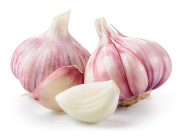 Purple Russian Garlic - 1 Bulb - Oonnie - Steve & Dan's